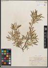 Foto von Salix petiolaris Sm.